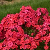 Luminary® 'Sunset Coral' Phlox | Proven Winners