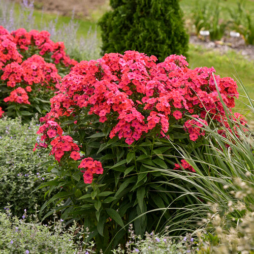 Luminary® 'Sunset Coral' Phlox | Proven Winners