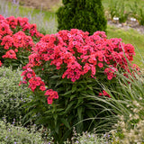 Luminary® 'Sunset Coral' Phlox | Proven Winners