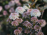 Tiny Wine ninebark shrub in a nursery pot