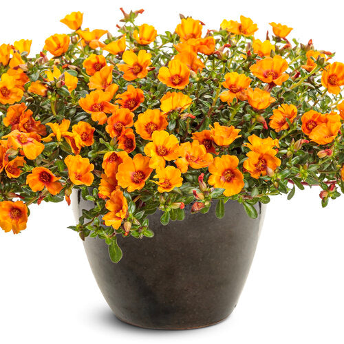 portulaca plants in pots Mojave® Mango Portulaca – Creekside Nursery, Inc
