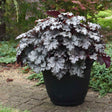 Heuchera Prom Dress with purple foliage in a pot