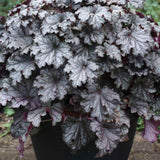 Heuchera Prom Dress with ruffled leaves in a pot