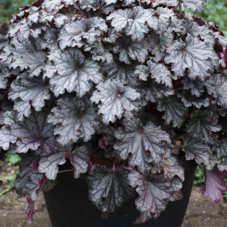 Heuchera Prom Dress with ruffled leaves in a pot