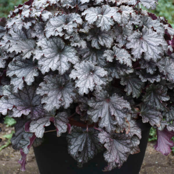 green emerald velvet dress DRESSED UP® Heuchera 'Prom Dress'