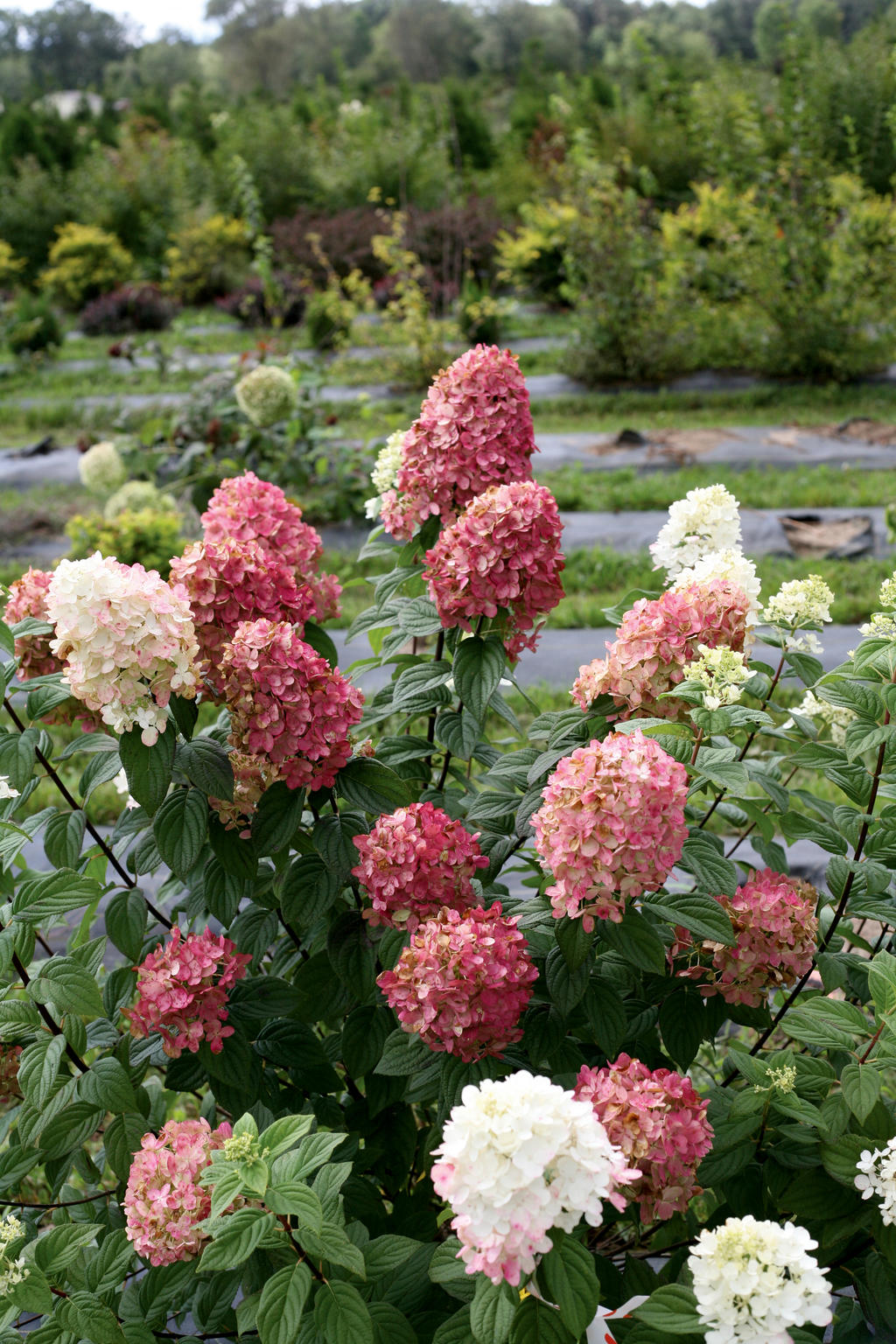 FIRE LIGHT® panicle hydrangea with pink blooms in a pot