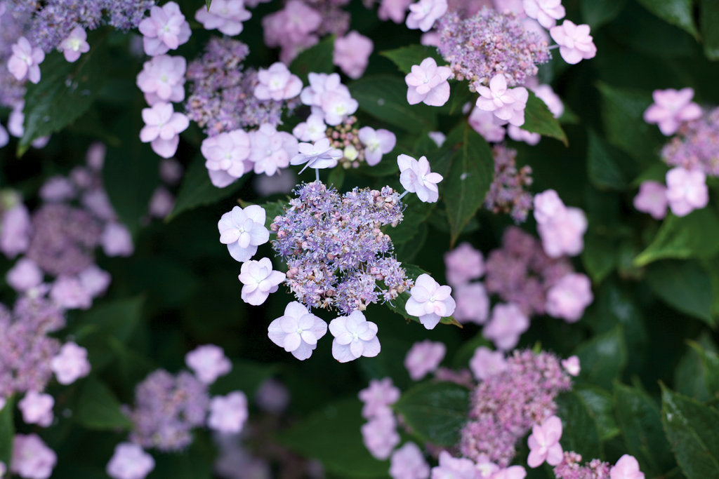 Tiny Tuff Stuff™ Mountain Hydrangea – Creekside Nursery, Inc