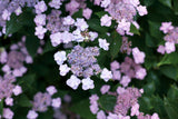 Tiny Tuff Stuff mountain hydrangea in a nursery pot