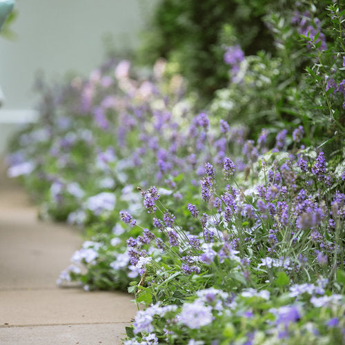 Superbena® Stormburst | Proven Winners®