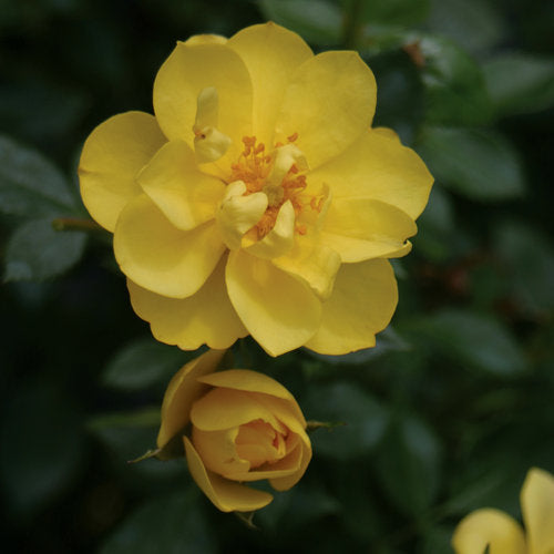 Oso Easy Lemon Zest® Rose | Proven Winners® – Creekside Nursery, Inc