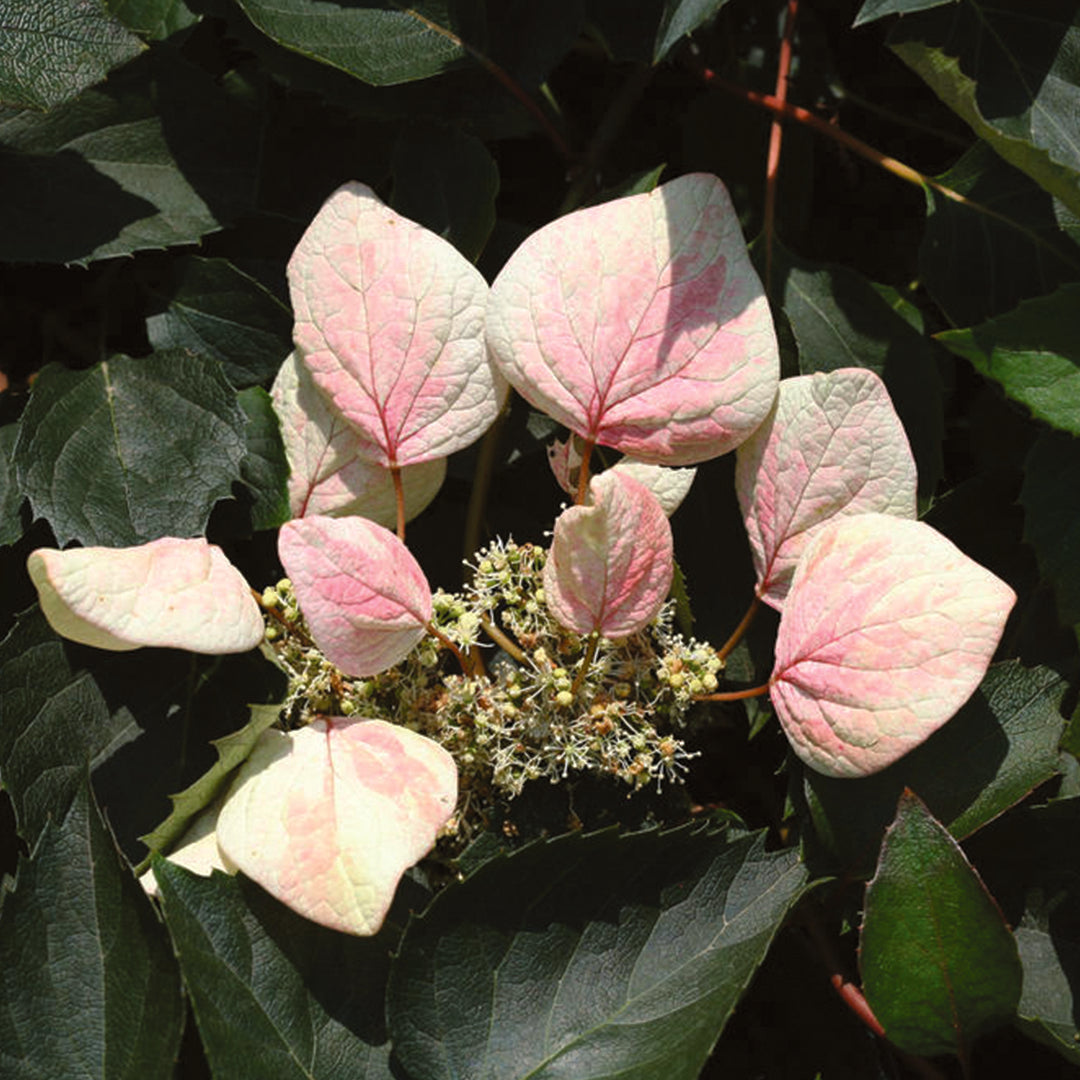 ROSE SENSATION™ False Hydrangea Vine – Creekside Nursery, Inc
