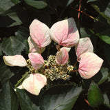 Rose Sensation false hydrangea vine in bloom in a pot