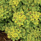 Glow Girl spirea with pink flowers in a nursery pot