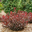 Purple leaf sand cherry in a nursery pot, purple foliage