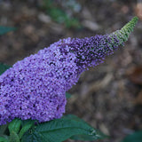 Pugster Amethyst butterfly bush with purple blooms in pot