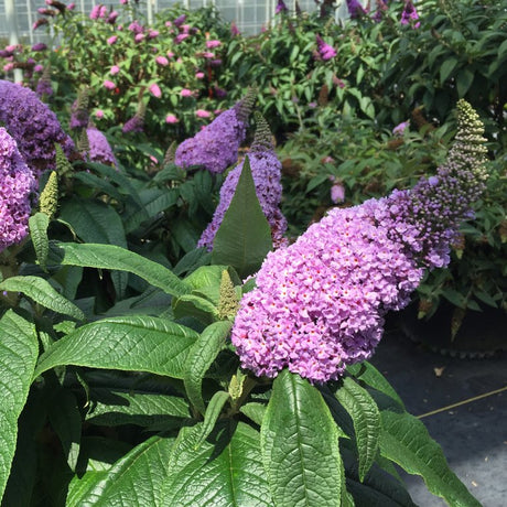 Pugster Amethyst butterfly bush with purple flowers in bloom