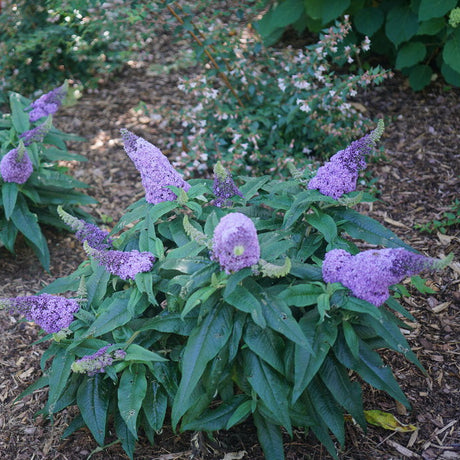 Purple butterfly bush in a nursery pot with green foliage
