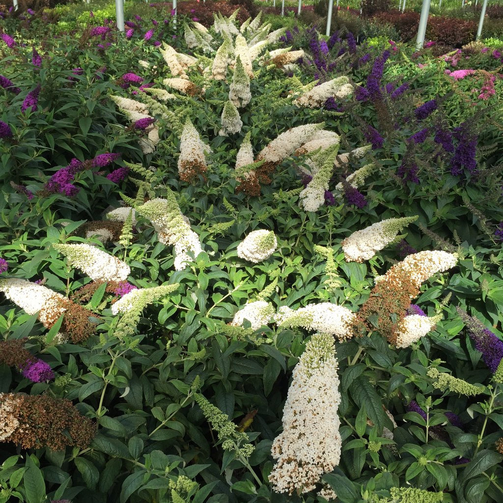 White butterfly bush in a pot with green foliage