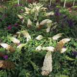 White butterfly bush in a pot with green foliage