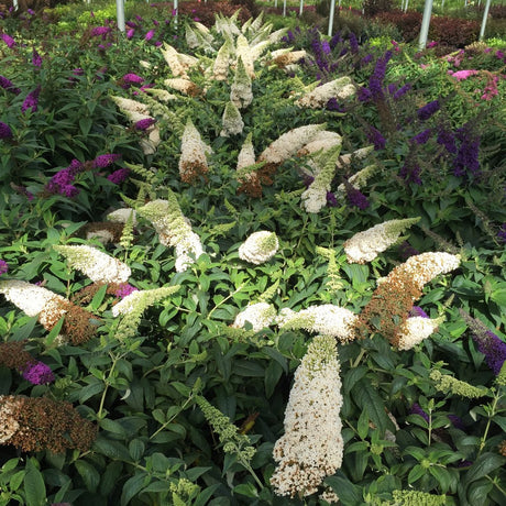 White butterfly bush in a pot with green foliage
