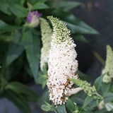 Pugster White butterfly bush with white flowers in a pot