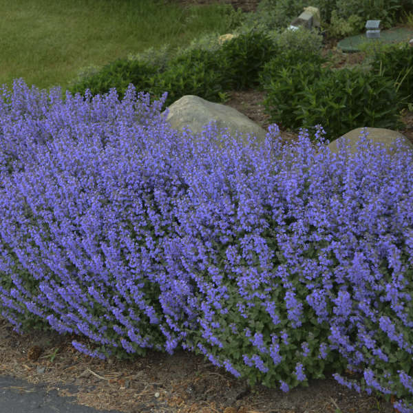 Purrsian Blue nepeta in a pot with blue flowers