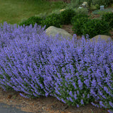Purrsian Blue nepeta in a pot with blue flowers