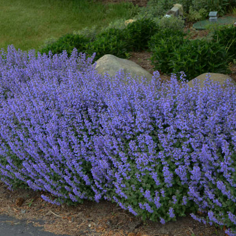Purrsian Blue nepeta in a pot with blue flowers
