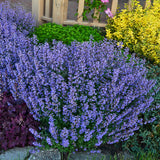 Purrsian Blue nepeta in bloom with blue flowers and green foliage