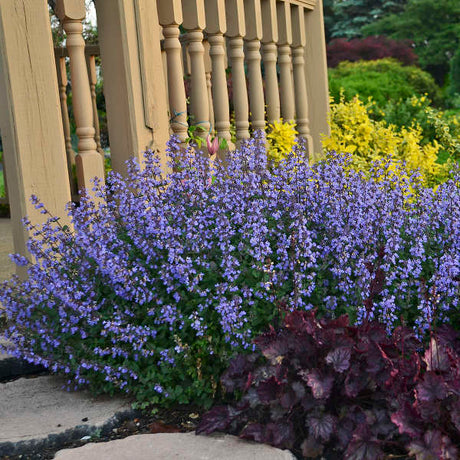 Purrsian Blue nepeta in a nursery pot, with purple blooms