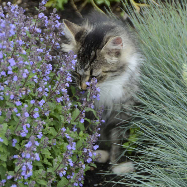 Purrsian Blue nepeta with blue flowers in a pot