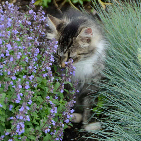 Purrsian Blue nepeta with blue flowers in a pot