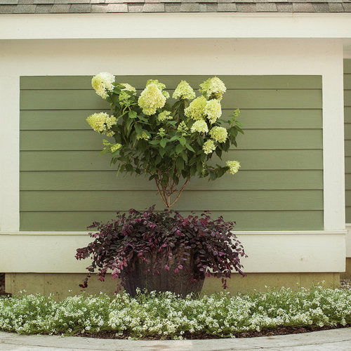Jazz Hands Variegated Chinese Fringe-Flower (Loropetalum)