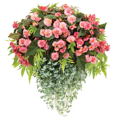 Double Delight Blush rose begonia in a pot with pink blooms
