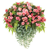 Double Delight Blush rose begonia in a pot with pink blooms