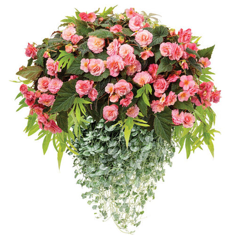 Double Delight Blush rose begonia in a pot with pink blooms