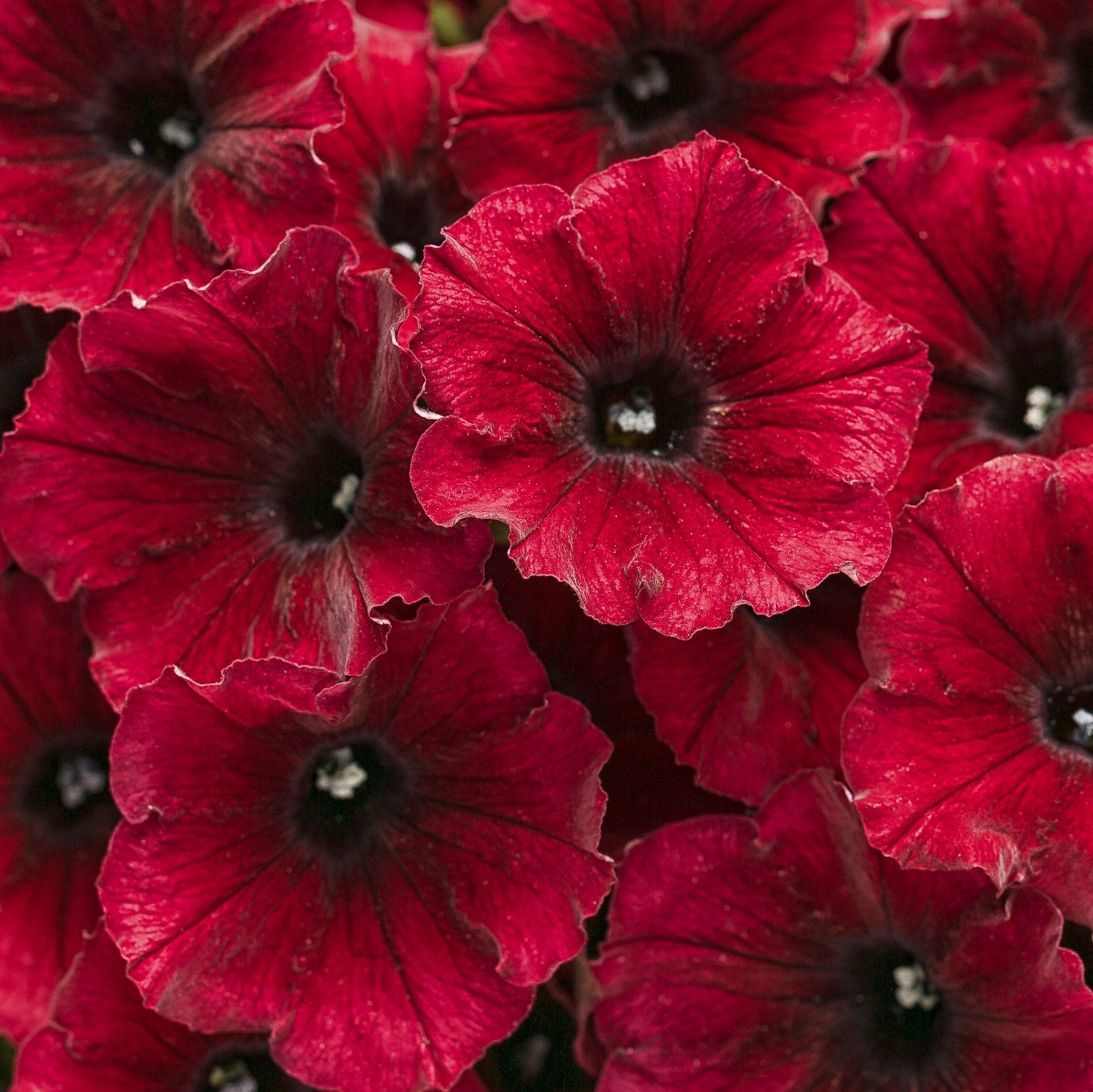 Supertunia® Black Cherry® Petunia | Proven Winners® – Creekside