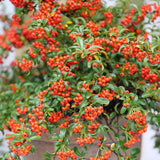 Berry Box Proven Winners plant in a nursery pot
