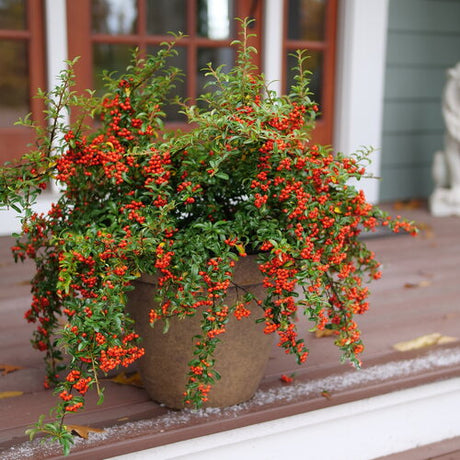 Berry Box Proven Winners plant in a pot