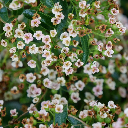 Berry Box® | Proven Winners® – Creekside Nursery, Inc