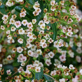 Berry Box Proven Winners shrub in a nursery pot