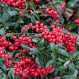 Berry Box Proven Winners plant in a container