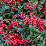 Berry Box Proven Winners plant in a container