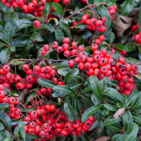 Berry Box Proven Winners plant in a container