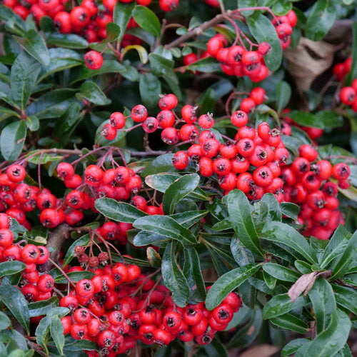 Berry Box® | Proven Winners® – Creekside Nursery, Inc
