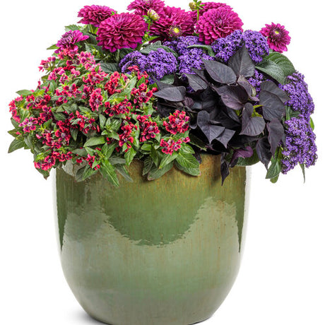 Rich red Cuphea in a nursery pot with dense blooms