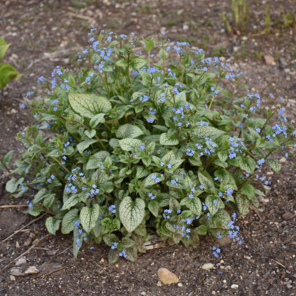 Brunnera macrophylla 'Queen of Hearts' with blue flowers in pot