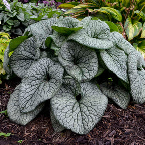 Brunnera macrophylla 'Queen of Hearts' with blue flowers in pot