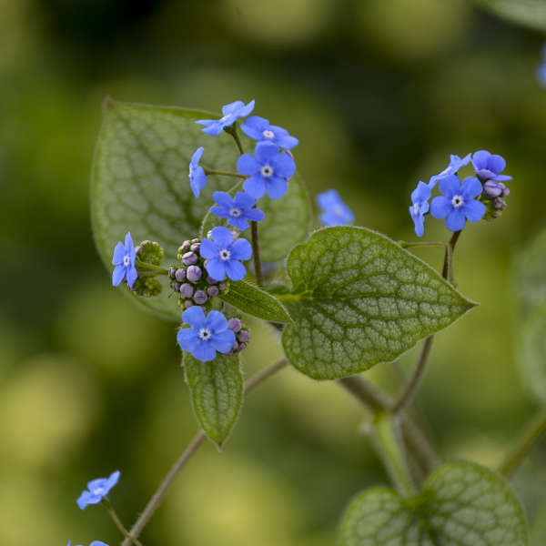 【Drug】臓器の花園プルオーバー Half Bak'd Purifry'd THC-A Flower 3.5G - D8 Gas