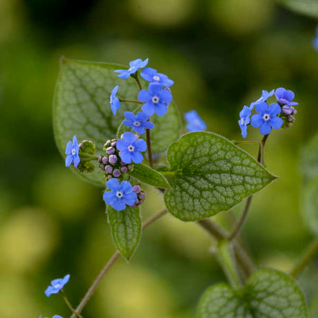 Brunnera macrophylla Queen of Hearts with silver heart-shaped leaves